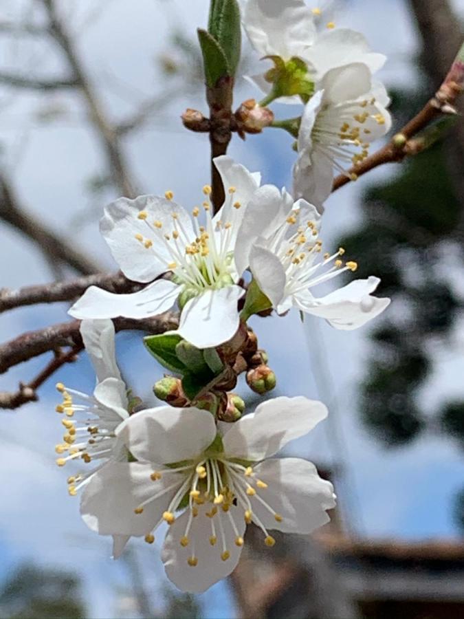 מלון Campos do Jordão Paz Na Montanha מראה חיצוני תמונה