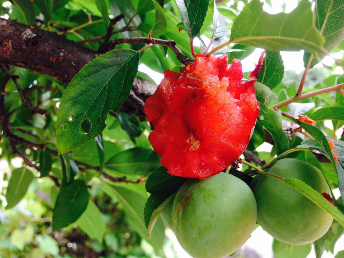 מלון Campos do Jordão Paz Na Montanha מראה חיצוני תמונה