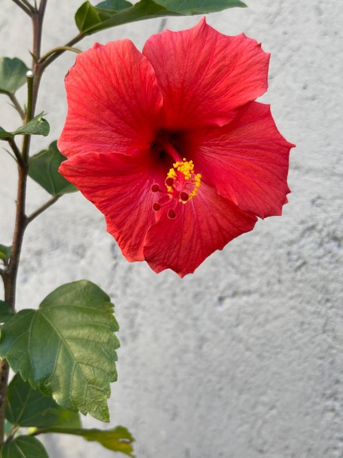 מלון Campos do Jordão Paz Na Montanha מראה חיצוני תמונה