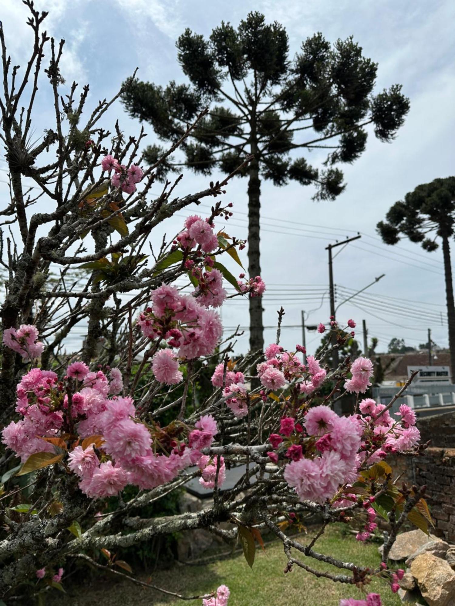 מלון Campos do Jordão Paz Na Montanha מראה חיצוני תמונה